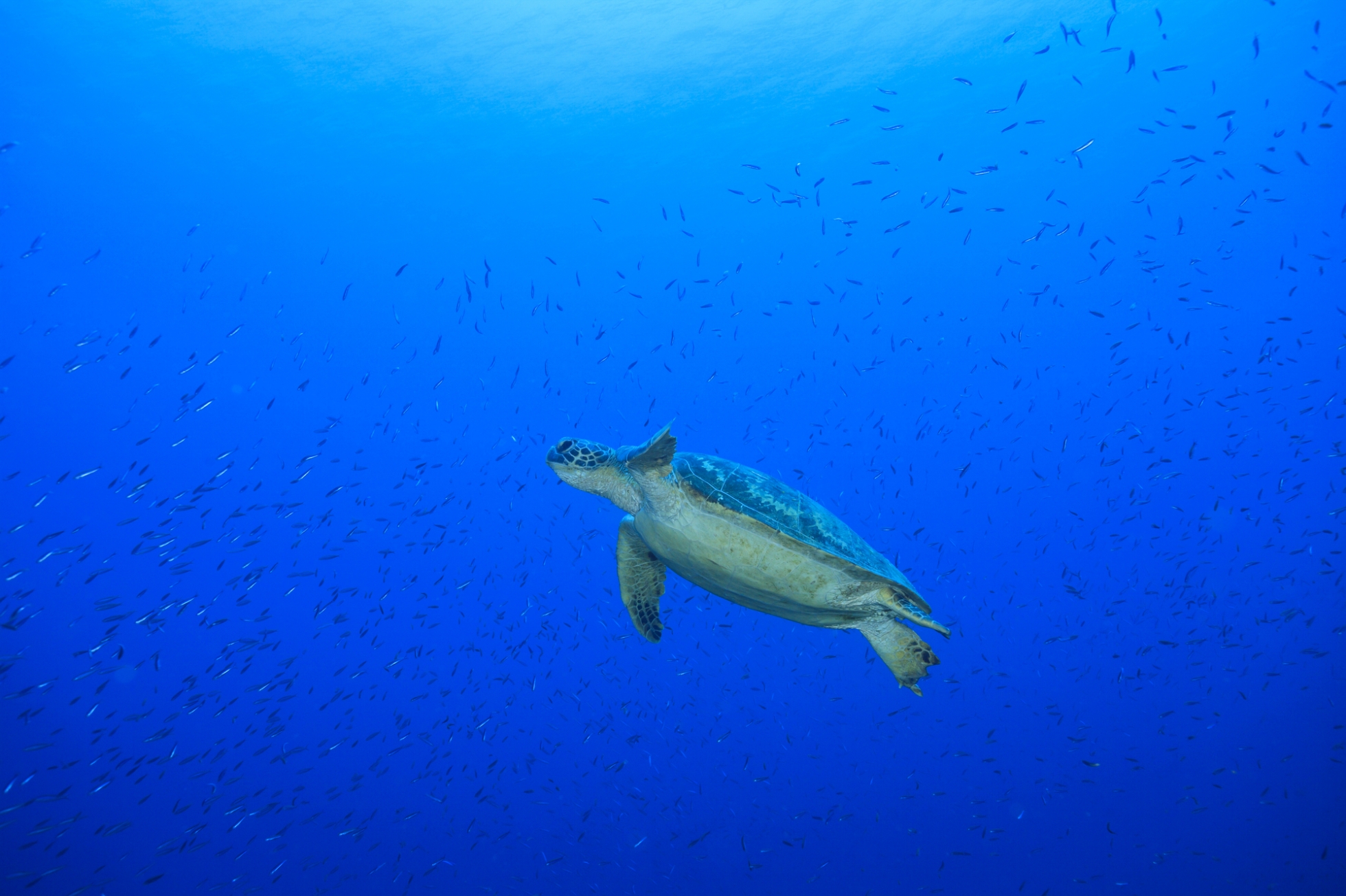 Regenerative Travel in Tokyo's islands image