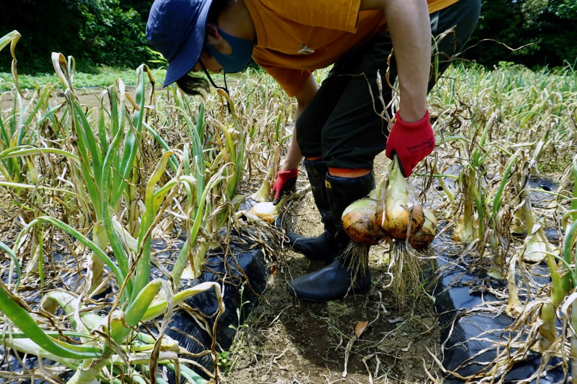 Sustainable Food Culture of Tokyo's Islands image3