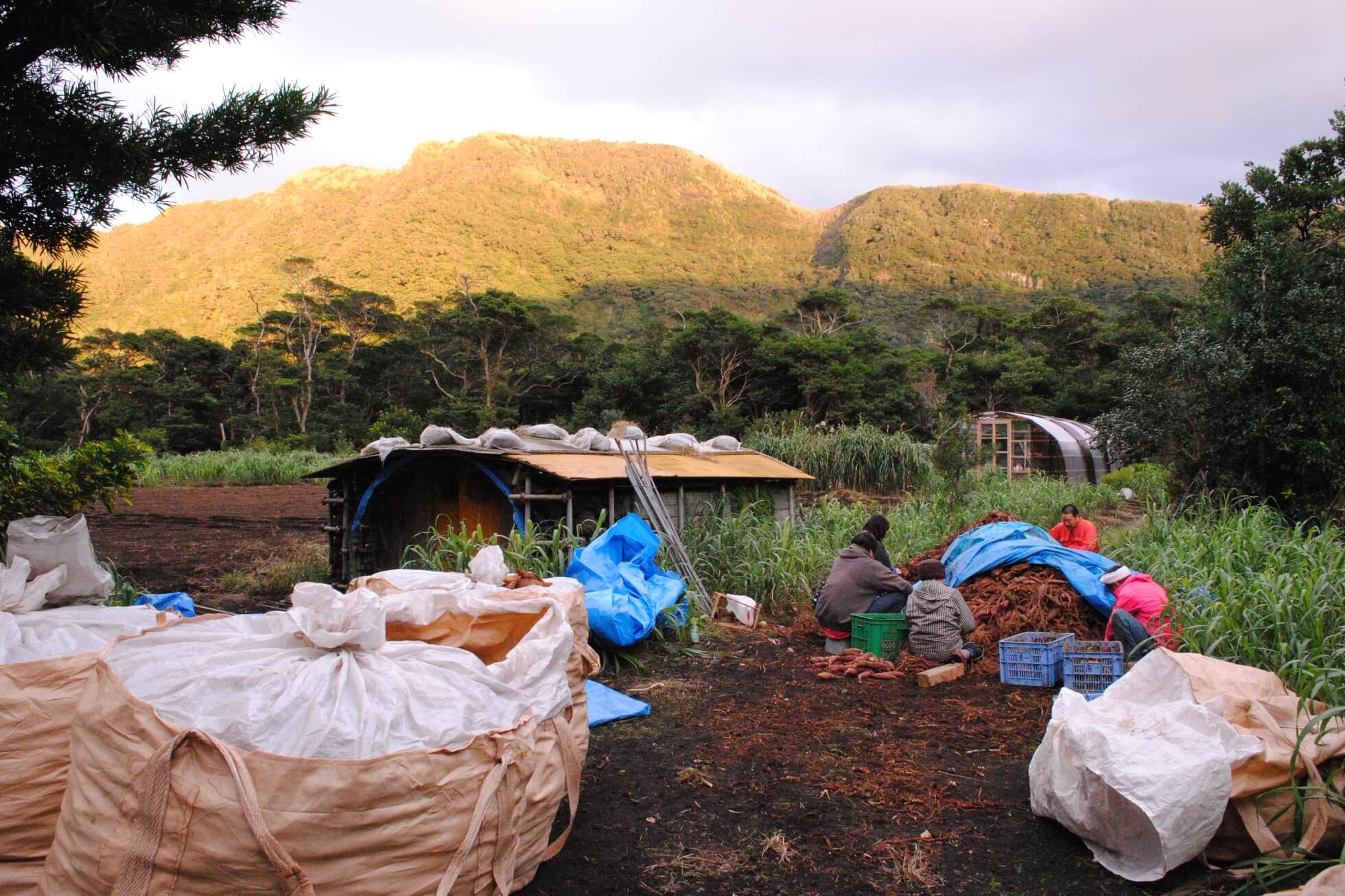 Sustainable Food Culture of Tokyo's Islands image3