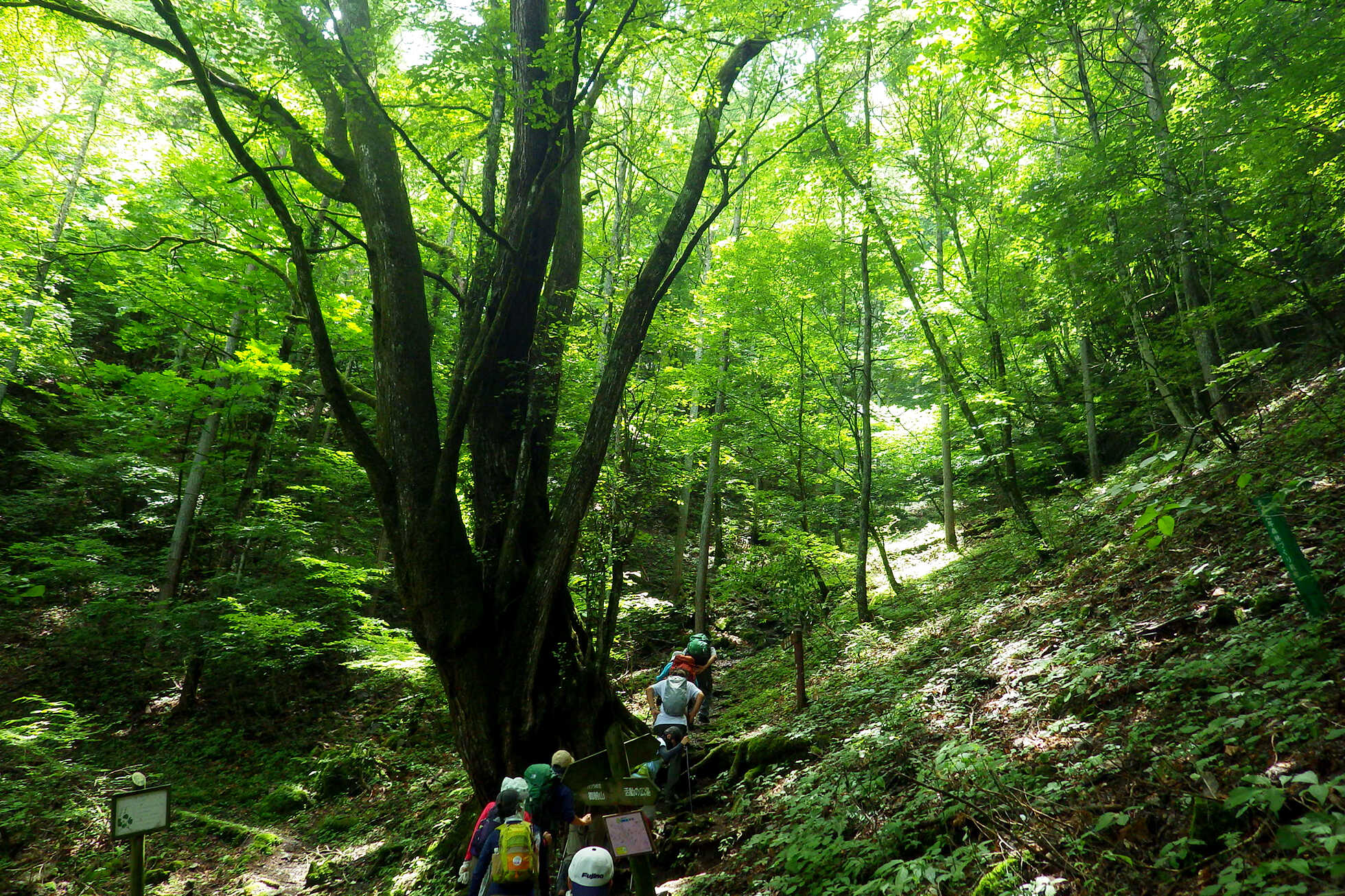 Sustainable Food Culture of Tokyo's Islands image13