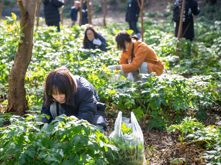 明日葉を収穫する参加者