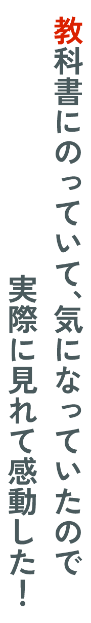 教科書にのっていて、気になっていたので​実際に見れて感動した!