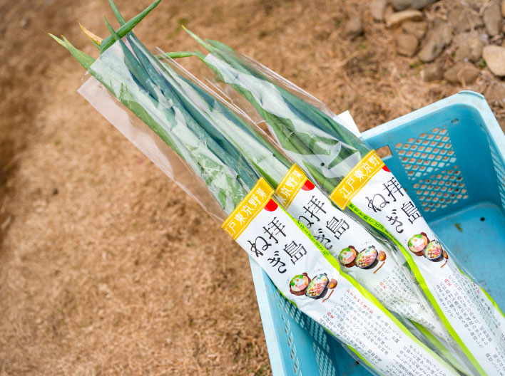 収穫されたネギ